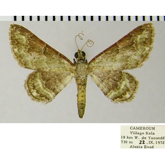 /filer/webapps/moths/media/images/D/desiderata_Gymnoscelis_AM_ZSMa.jpg