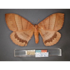 /filer/webapps/moths/media/images/O/overlaeti_Jana_AT_RMCA_01.jpg