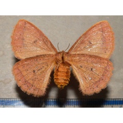 /filer/webapps/moths/media/images/A/aspersa_Decachorda_AF_Goff_02.jpg