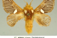 Delorhachis manuelae