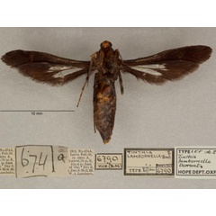 /filer/webapps/moths/media/images/L/lambornella_Conopsia_PTF_OUMNHb_01.jpg