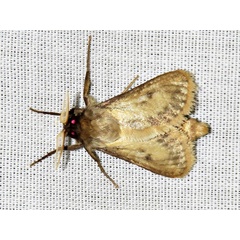 /filer/webapps/moths/media/images/A/armillata_Gorgopis_A_Braun_01.jpg