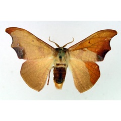 /filer/webapps/moths/media/images/S/subtilis_Gonoreta_AM_TMSA_02.jpg