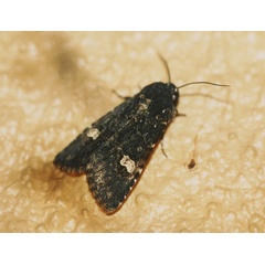 /filer/webapps/moths/media/images/C/crini_Brithys_A_Roland_01.jpg