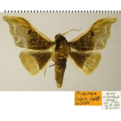 /filer/webapps/moths/media/images/L/lugezi_Plegapteryx_HT_ZSM.jpg