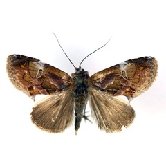 /filer/webapps/moths/media/images/B/barbata_Hypodeva_A_RMCA.jpg