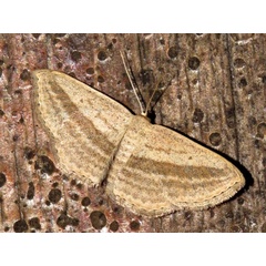 /filer/webapps/moths/media/images/B/bigeminata_Scopula_A_Braun.jpg