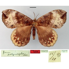 /filer/webapps/moths/media/images/P/polymorpha_Jana_ST_SNHM.jpg