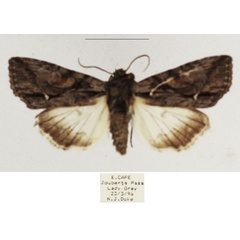 /filer/webapps/moths/media/images/A/albisignata_Neocucullia_AM_TMSA_01.jpg