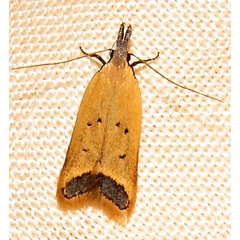 /filer/webapps/moths/media/images/I/impigra_Dichomeris_A_Braun_05.jpg