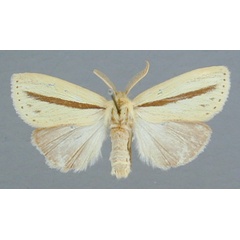 /filer/webapps/moths/media/images/S/strigata_Bisolita_A_RMCA_01.jpg