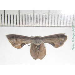 /filer/webapps/moths/media/images/T/theclata_Dirades_A_Bippus.jpg