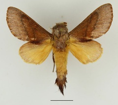 /usr/local/www/sites/moths/media/images/P/phocea_Cleopatrina_AM_Basquin_02.jpg