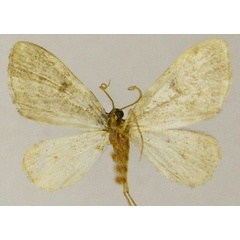 /filer/webapps/moths/media/images/N/nimipunctata_Piercia_AM_ZSMb.jpg