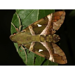 /filer/webapps/moths/media/images/A/argentifera_Nephele_A_Grimm.jpg