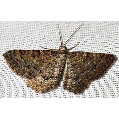 /filer/webapps/moths/media/images/P/punctiscripta_Horisme_A_Braun_03.jpg