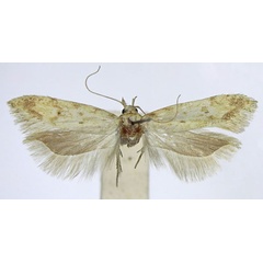 /filer/webapps/moths/media/images/D/diversa_Scrobipalpa_AF_TMSA_01.jpg