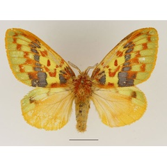 /filer/webapps/moths/media/images/A/antennifera_Chrysopsyche_AF_Basquin_03.jpg