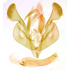 /filer/webapps/moths/media/images/P/pyrostrota_Mythimna_GM_NHMUK_1197.jpg