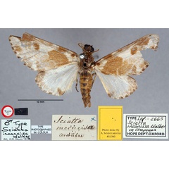 /filer/webapps/moths/media/images/I/inconcisa_Sciatta_HT_OUMNH_01.jpg