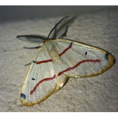/filer/webapps/moths/media/images/T/terinata_Phoenicocampa_C_Roland_01.jpg