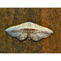 /filer/webapps/moths/media/images/L/latifera_Corgatha_A_Roland_01.jpg