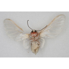/filer/webapps/moths/media/images/P/pulchra_Balacra_HT_SNHM_02.jpg