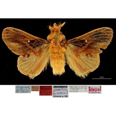 /filer/webapps/moths/media/images/G/gracifica_Odontocheilopteryx_HT_RBINS.jpg
