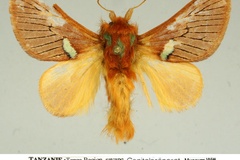 Delorhachis wetzelae shambaa