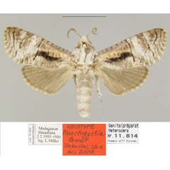 /filer/webapps/moths/media/images/L/lemur_Planctogystia_HT_ZSM.jpg
