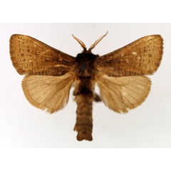 /filer/webapps/moths/media/images/N/natalica_Kroonia_AM_TMSA_02.jpg