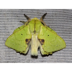 /filer/webapps/moths/media/images/C/charon_Trabala_A_Wursten.jpg
