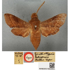 /filer/webapps/moths/media/images/L/laticornis_Basiothia_STF_BMNH.jpg