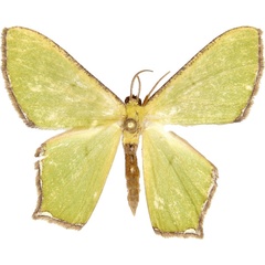 /filer/webapps/moths/media/images/M/mesoleuca_Antharmostes_AM_MCJM.jpg