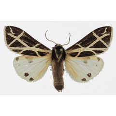 /filer/webapps/moths/media/images/G/geometrica_Seydelia_AM_Basquin.jpg