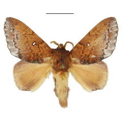 /filer/webapps/moths/media/images/P/pruinosa_Hypotrabala_PTM_ANHRT.jpg