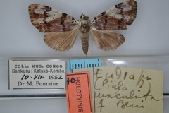 Eudrapa maculata