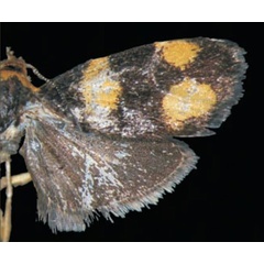 /filer/webapps/moths/media/images/T/triorbis_Coccothera_HT_Trematerra.jpg