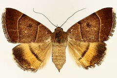 Plecopterodes moderata