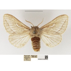 /filer/webapps/moths/media/images/M/marshalli_Sena_AF_NHMUK.jpg