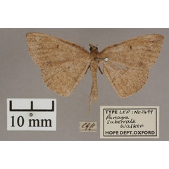 /filer/webapps/moths/media/images/S/suberrata_Panagra_HT_OUMNH_01.jpg