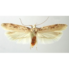 /filer/webapps/moths/media/images/I/incola_Scrobipalpa_AM_ZMHB.jpg