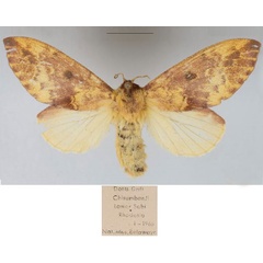 /filer/webapps/moths/media/images/L/lunda_Hypotrabala_AF_NMB_01.jpg