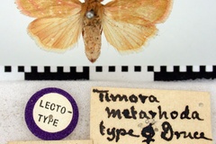 Heliothis decorata metarhoda