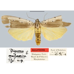 /filer/webapps/moths/media/images/M/malgassica_Digama_AT_MNHN.jpg