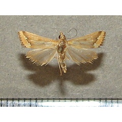 /filer/webapps/moths/media/images/C/coelatalis_Achyra_A_Goff.jpg