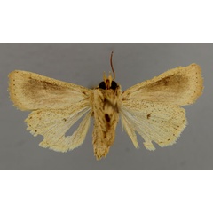 /filer/webapps/moths/media/images/T/torrentium_Vietteania_A_RMCA_02.jpg