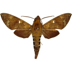 /filer/webapps/moths/media/images/M/maculosa_Nephele_AM_MCJM.jpg