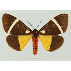 /filer/webapps/moths/media/images/V/vectigera_Fodinoidea_AF_Basquina.jpg