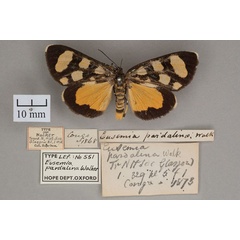 /filer/webapps/moths/media/images/P/pardalina_Eusemia_HT_OUMNH_01.jpg